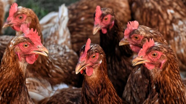 Il benessere degli animali da allevamento