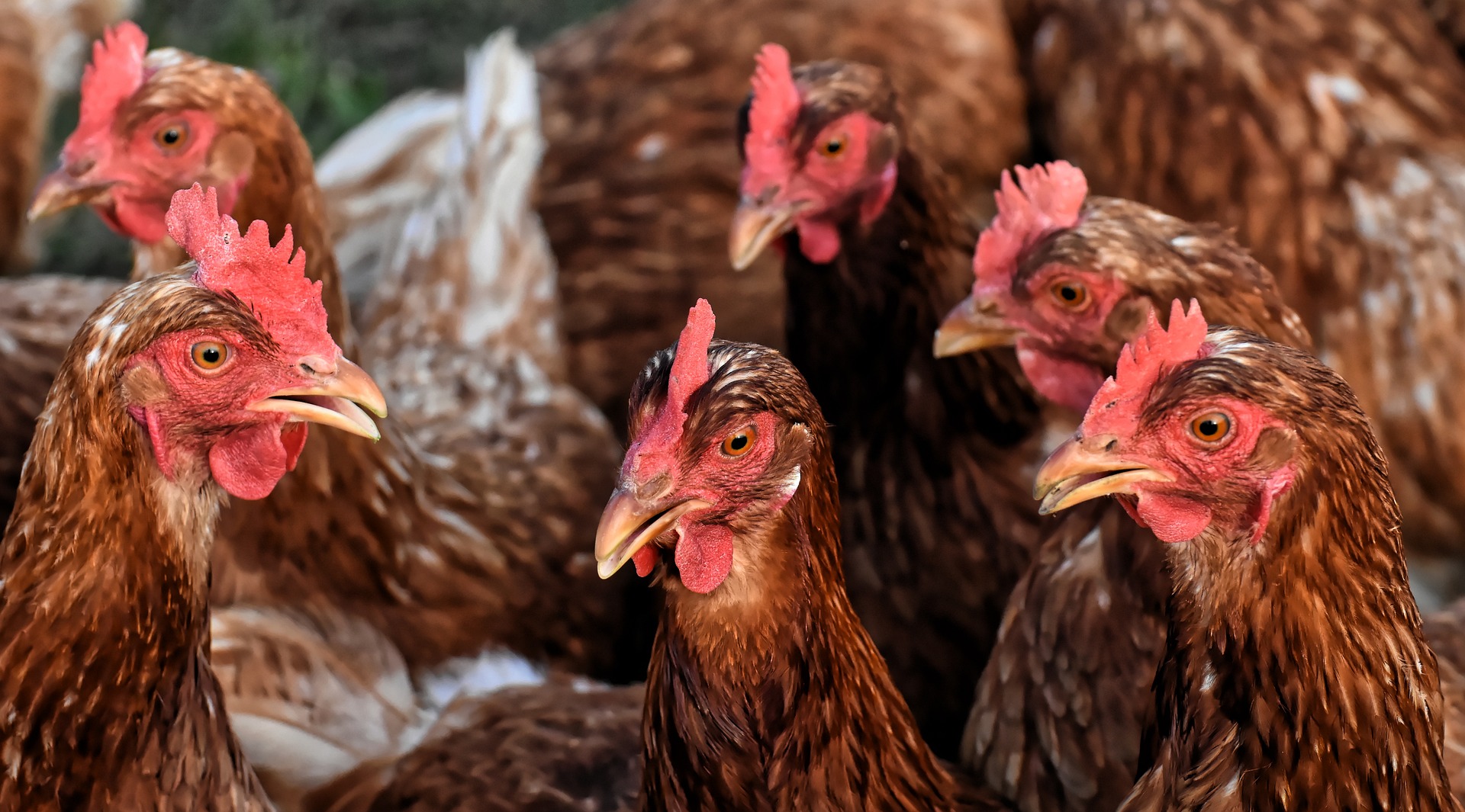 Il benessere degli animali da allevamento