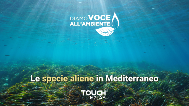 Le specie aliene in Mediterraneo