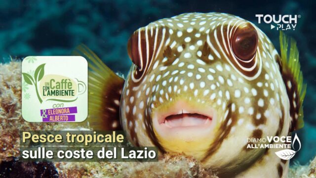 Pesce tropicale sulle coste del Lazio