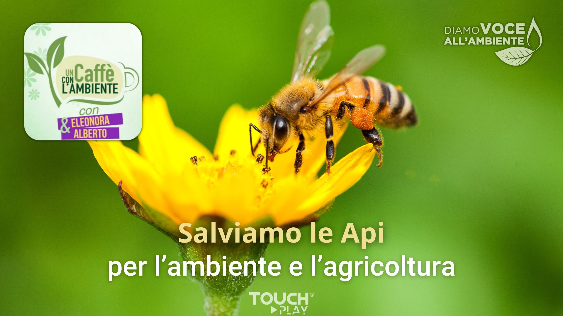 Salviamo le Api per l’ambiente e l’agricoltura