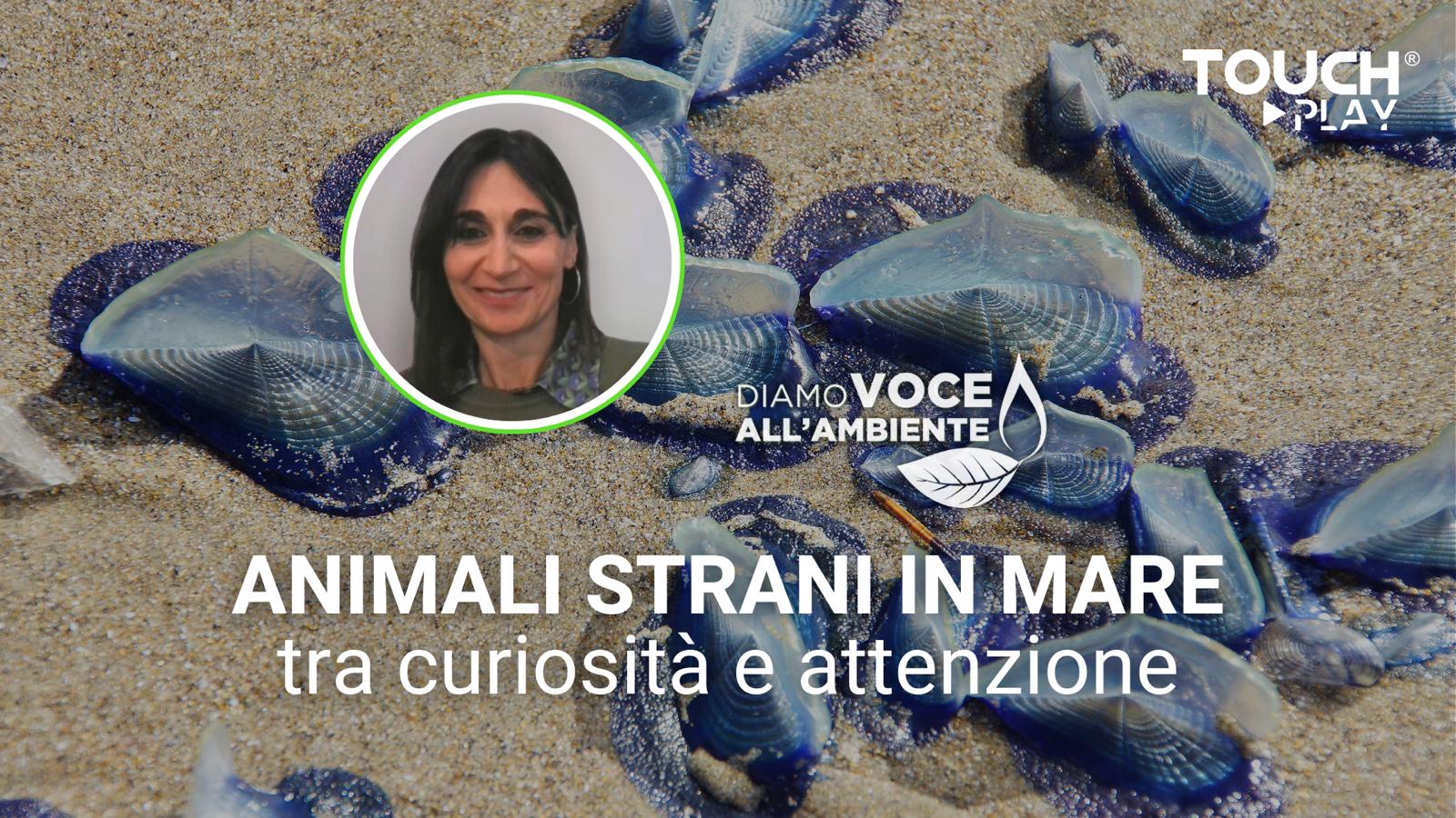 Animali strani in mare tra curiosità e attenzione